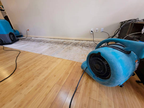Professional Water Damage Repair technician working in Lohrville, IA
